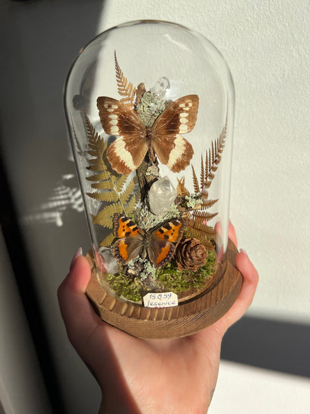 Butterfly dome #7 Brintesia circe, aglais urticae, clear quartz crystals