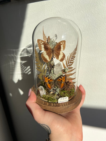 Butterfly dome #7 Brintesia circe, aglais urticae, clear quartz crystals