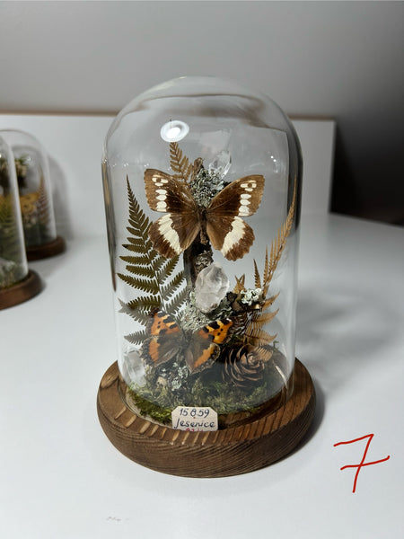 Butterfly dome #7 Brintesia circe, aglais urticae, clear quartz crystals