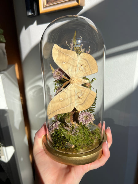 Butterfly dome #16 Antheraea yamamai