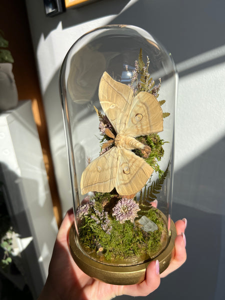 Butterfly dome #16 Antheraea yamamai