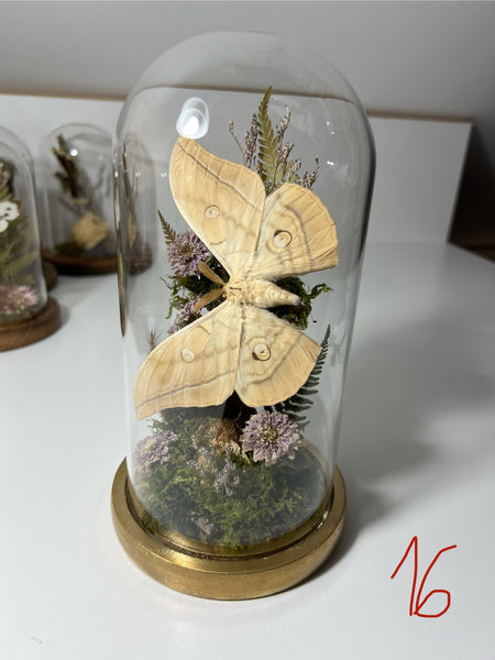 Butterfly dome #16 Antheraea yamamai
