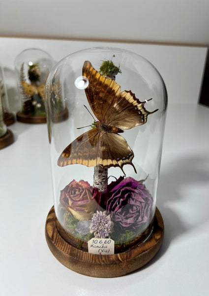 Butterfly dome #2 Charaxes jasius