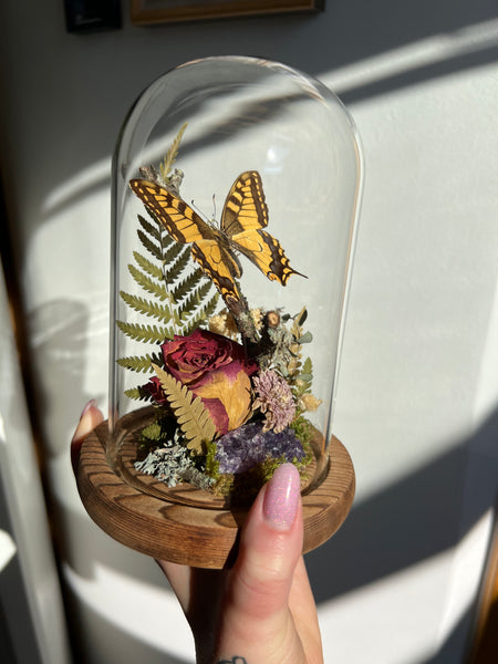 Butterfly dome #12 papilio machaon
