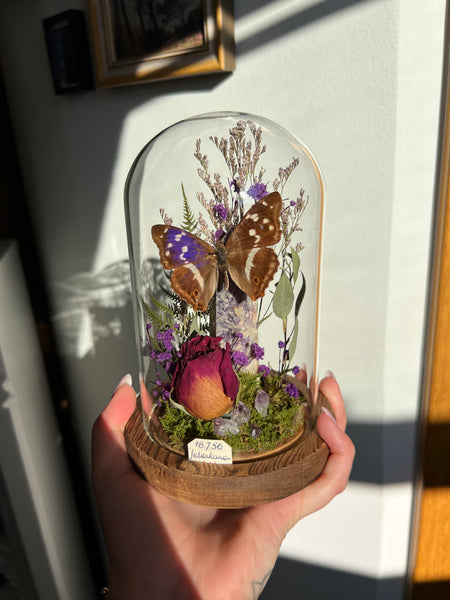 Butterfly dome #9 Apatura iris, amethyst crystals